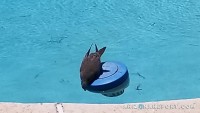 colomba lutto che beve l'acqua della piscina galleggiante al cloro