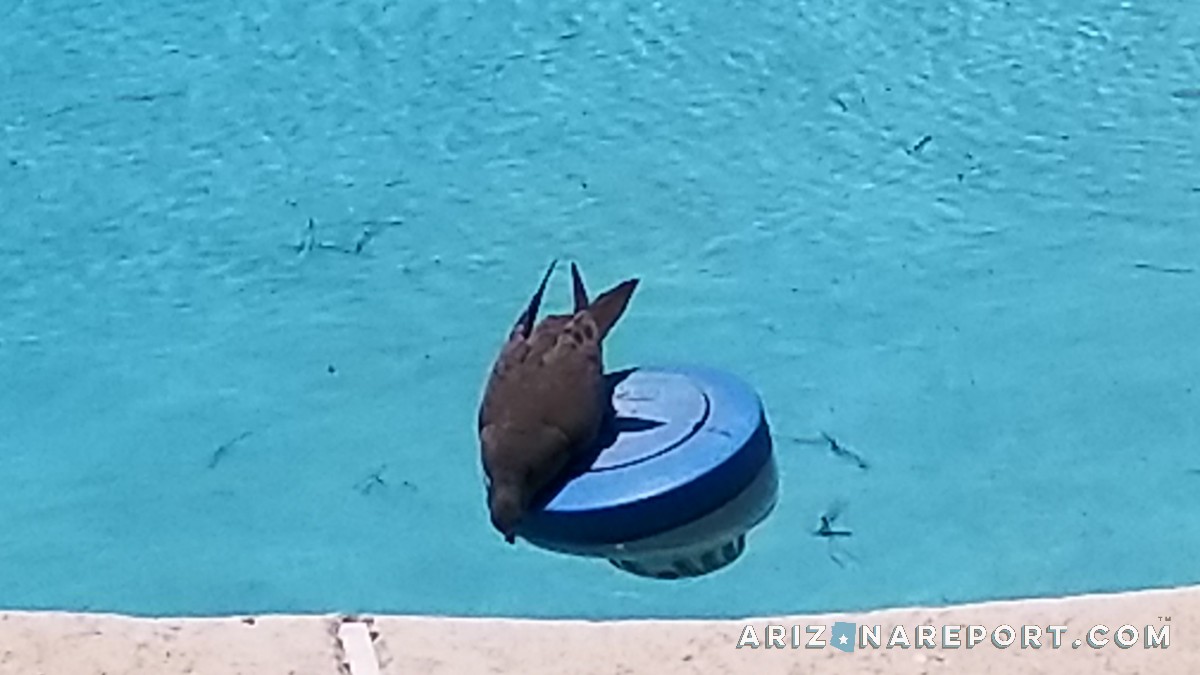 mourning dove drinking pool water pool chlorine float