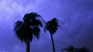 palm trees blowing against purple storm clouds lilluminated by lightning.