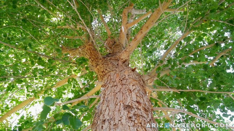 The Sissoo Tree: Sublime Shade Source or Foreign Fiend? | The Arizona ...