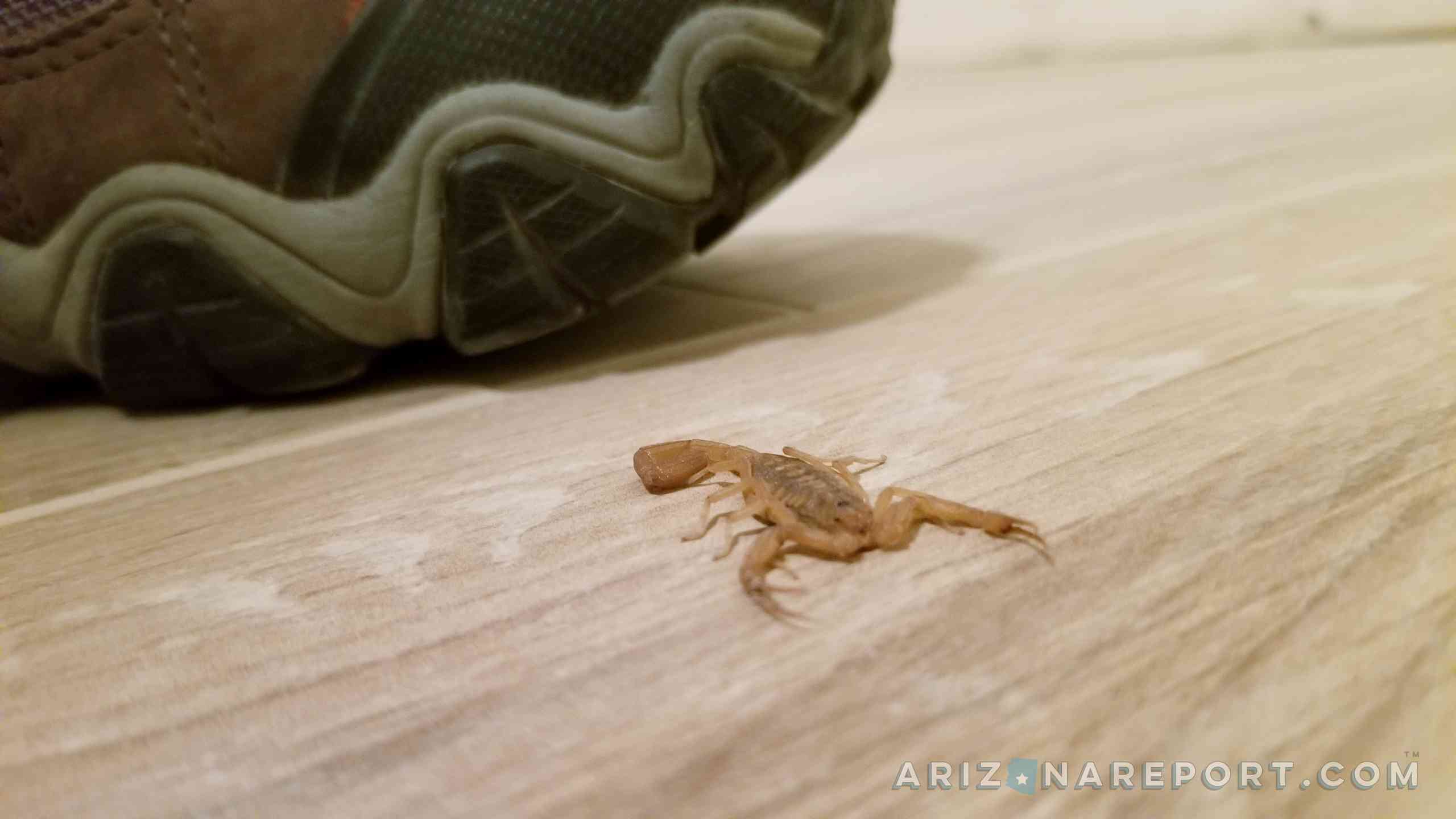 Arizona bark scorpion floor tile shoe indoors exterminate