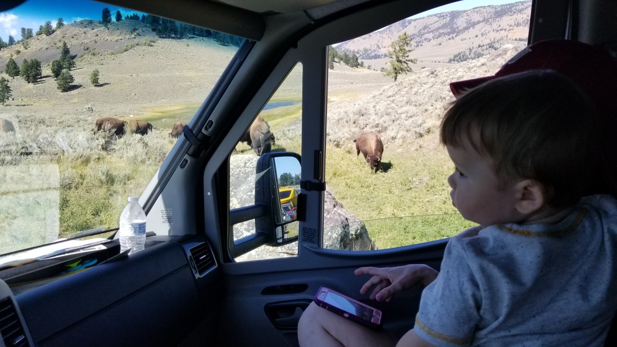 bison buffalo Yellowstone Lamar Valley baby watching RV 