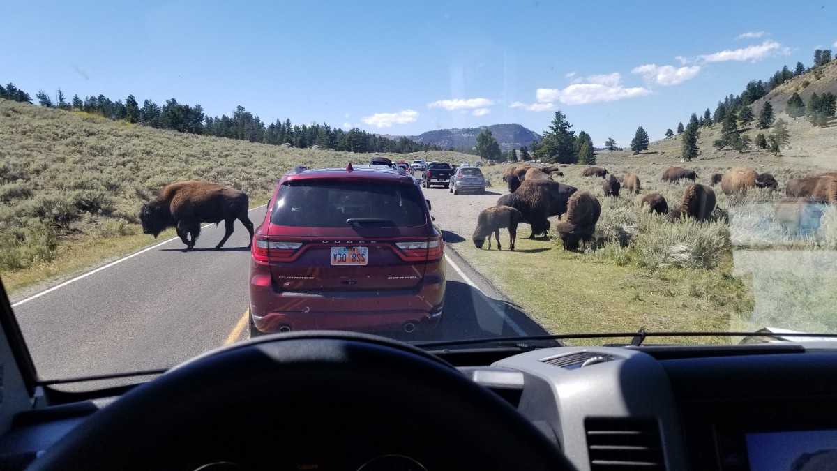 buffalo bison Yellowstone Lamar Valley crossing highway 2019